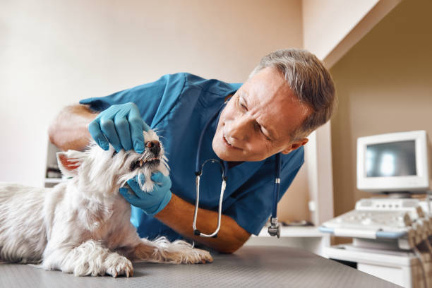 Best After-Hours Dental Care in Dale, IN